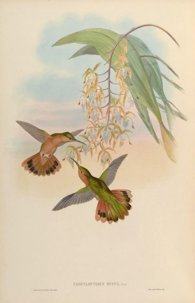 Campylopterus Rufus by John Gould
